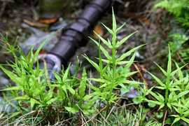 Hút sạch chất độc hại trong nhà với 12 loại cây cảnh dễ trồng 