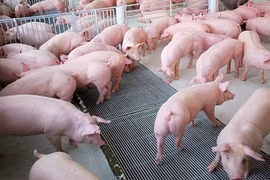 Vòng đời từ khi sinh đến lúc... lên bàn nhậu của một chú lợn