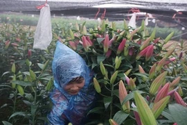 Những nông sản rớt giá thê thảm sau Tết Nguyên đán