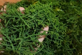 Bát canh hoa rau ngót rừng: Ngọt lừ, đắt gấp đôi thịt bò Mỹ