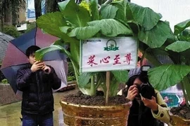 Choáng những loại rau đắt hơn vàng dành cho tỷ phú