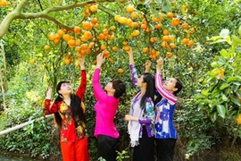 Mướt mắt những miệt vườn đang hái ra tiền ở miền Tây