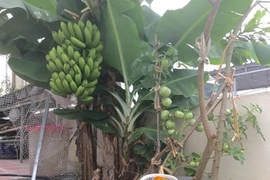Độc lạ trồng chuối sai trĩu trên sân thượng