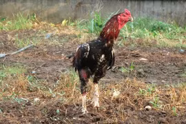 Bộ chiến kê trứ danh đất Bắc, nghe tên đã hãi 