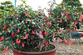 Hoa dâm bụt hàng rào thành bonsai siêu đẹp chơi Tết