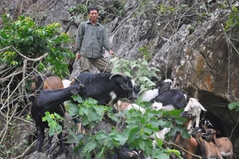 Những trang trại bạc tỷ ở vùng cao Việt Nam