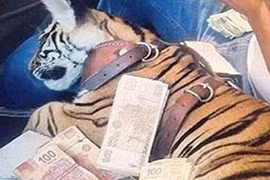 Choáng váng cách chiều động vật hoang dã hung dữ của đại gia