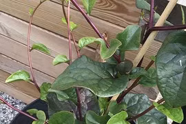 Bà nội trợ Việt phát sốt với giống mồng tơi tím lạ mắt