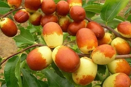 Thăm vườn hồng táo Trung Quốc được người Việt săn lùng