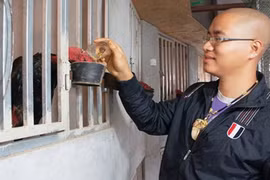 Trại gà chọi trăm triệu trên sân thượng của 9X Hà thành