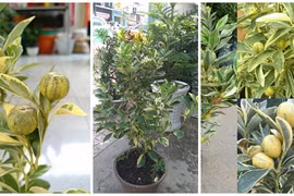 Vừa xuất hiện, thú chơi tắc cẩm thạch đã "siêu hót" 