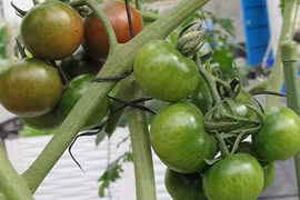 Mê tít những vườn rau sạch của mẹ Việt tại Đài Loan