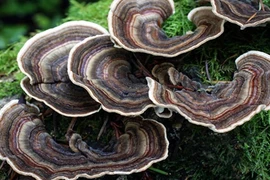 Mục sở thị nấm vân chi đắt đỏ hơn 3 triệu đồng/kg