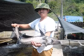 Kinh ngạc những hồ cá bạc tỷ trên núi của nông dân Việt