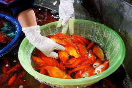 Chợ cá lớn nhất Hà Nội rực vàng trước ngày cúng ông Công ông Táo