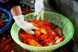 Chợ cá lớn nhất Hà Nội rực vàng trước ngày cúng ông Công ông Táo