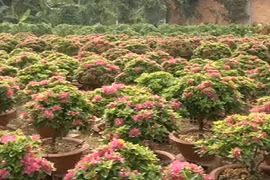 Độc đáo làng hoa giấy 30 năm tuổi "khủng" nhất miền Tây