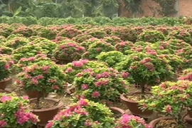 Độc đáo làng hoa giấy 30 năm tuổi "khủng" nhất miền Tây