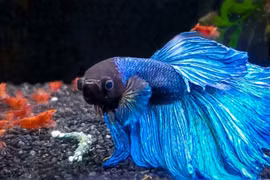 Xuýt xoa loài cá quý hiếm đắt nhất Việt Nam: Đại gia ráo riết lùng! 