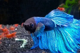 Xuýt xoa loài cá quý hiếm đắt nhất Việt Nam: Đại gia ráo riết lùng! 