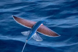 Độc lạ loài cá bay thoăn thoắt trên nước: Việt Nam có nhiều