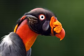 Những loài chim ai thấy cũng giật mình 