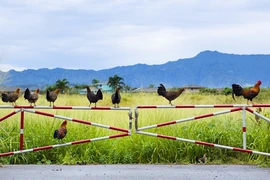 Kỳ lạ hòn đảo người dân không dám ăn thịt gà, sợ nhất sáng sớm