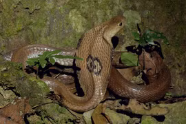 Thót tim 5 loài rắn cực độc, hay rình rập cắn người ở Việt Nam