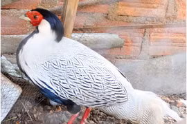 Gà lôi trắng quý hiếm có màn 'biến hình' ngoạn mục