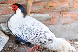 Gà lôi trắng quý hiếm có màn 'biến hình' ngoạn mục