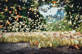 Điều kỳ bí ở Vườn quốc gia VN được vinh danh "hàng đầu châu Á"