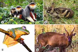 Những loài đặc hữu hiếm có ở vườn quốc gia Vũ Quang