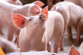 Hoàng Anh Gia Lai báo lãi quý 1 khủng, vay nợ vẫn ngất ngưởng