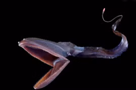 7 sinh vật biển cực quái dị không thể tin là có thật