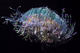 Loạt sinh vật biển kỳ dị không thể tin là có thật trên đời