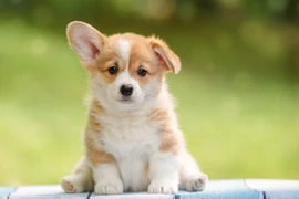 Có thể dự đoán tính cách của bạn qua thú cưng?