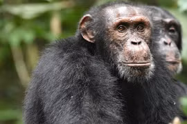 9 loài động vật có trí thông minh vượt trội 