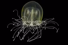 Bất ngờ với vẻ đẹp lạ của động vật không xương dưới biển sâu