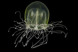 Bất ngờ với vẻ đẹp lạ của động vật không xương dưới biển sâu