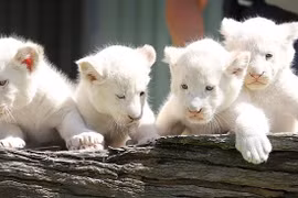 Top 10 loài động vật đắt nhất thế giới, sánh ngang tòa biệt thự