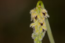 Ngắm loài hoa lan rừng hiếm, có tên trong Sách đỏ Việt Nam