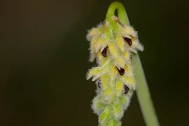 Ngắm loài hoa lan rừng hiếm, có tên trong Sách đỏ Việt Nam