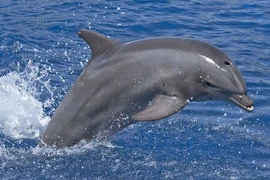 Cá heo gọi nhau bằng tên đáng kinh ngạc 