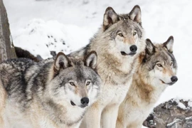 Bí ấn tiếng hú của loài sói vào mặt trăng khi đêm xuống