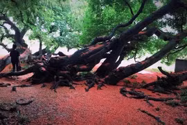 “Báu vật” quần thể lộc vừng nghìn năm tuổi độc nhất Việt Nam… chết mòn