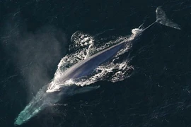 Top 7 động vật lớn nhất hành tinh, số 1 cực đáng gờm