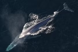 Top 7 động vật lớn nhất hành tinh, số 1 cực đáng gờm