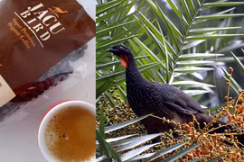 Sửng sốt chim lạ thải ra đặc sản đắt nhất hành tinh, 40 triệu đồng/kg