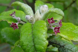 10 loài cây bất ngờ tuyệt tích, bị lãng quên trong lịch sử