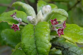 10 loài cây bất ngờ tuyệt tích, bị lãng quên trong lịch sử